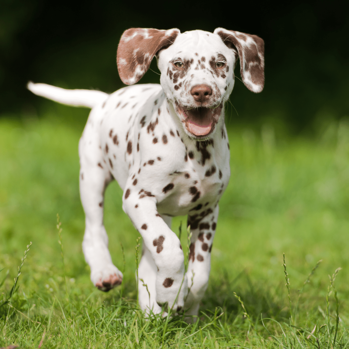 puppy (1)