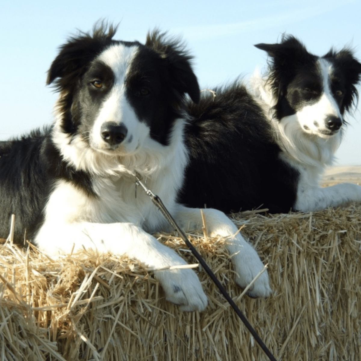 dogs sitting on hay