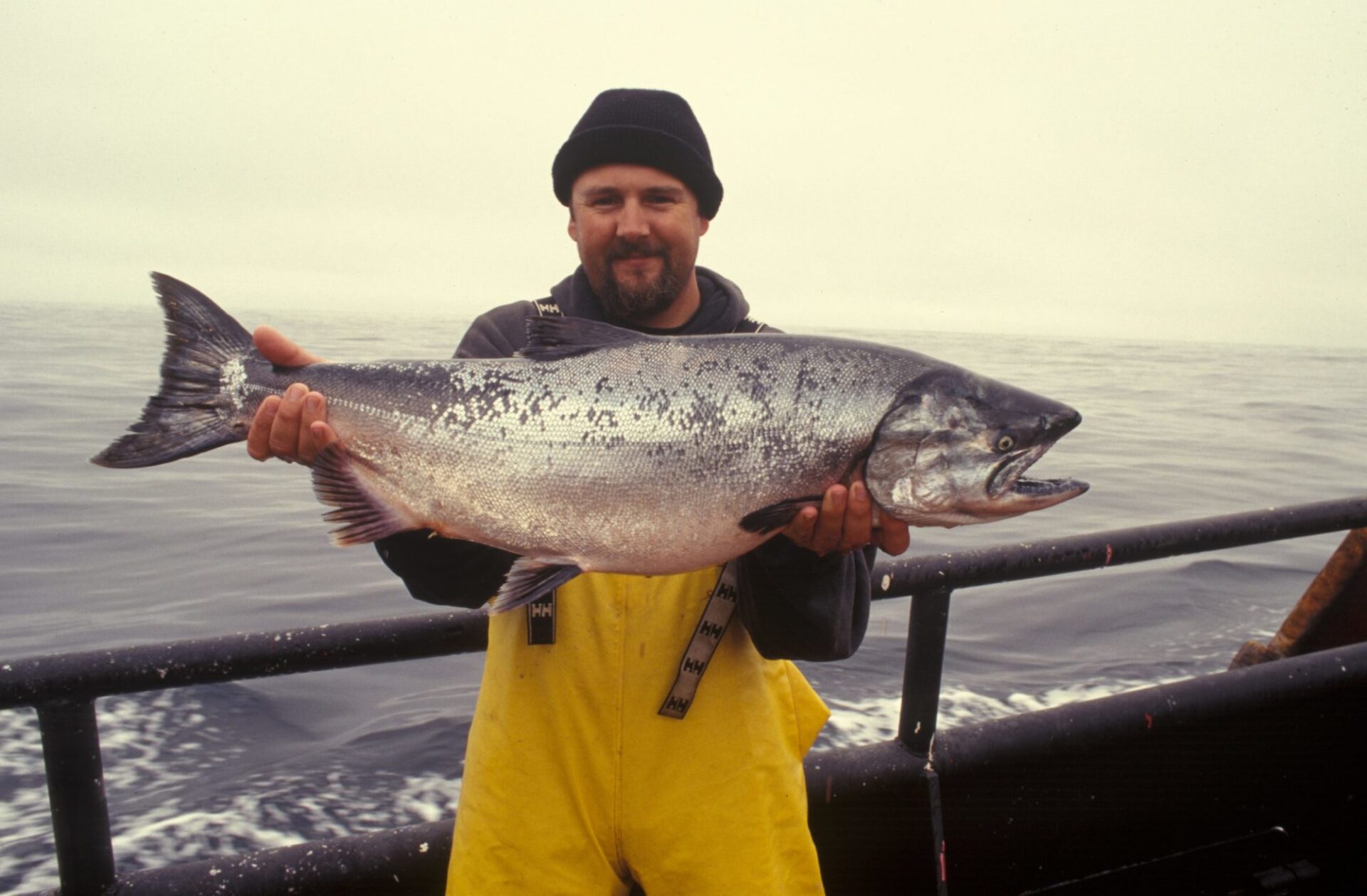 large salmon