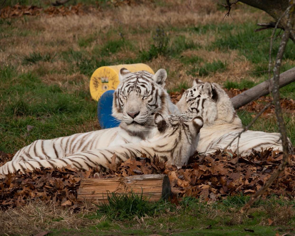 white tiger triplets