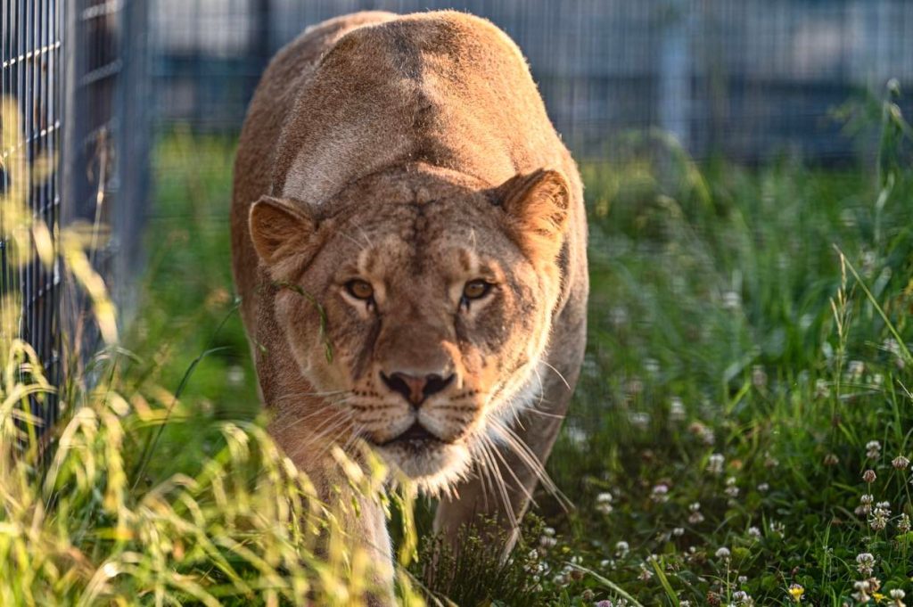 Mauri the Lioness
