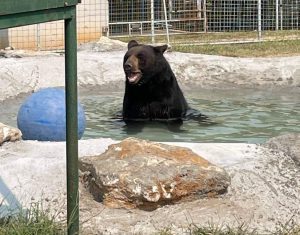 Michael the Black Bear