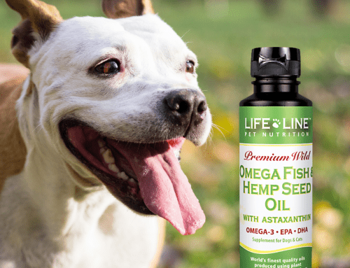 Hemp Oil for your Pets