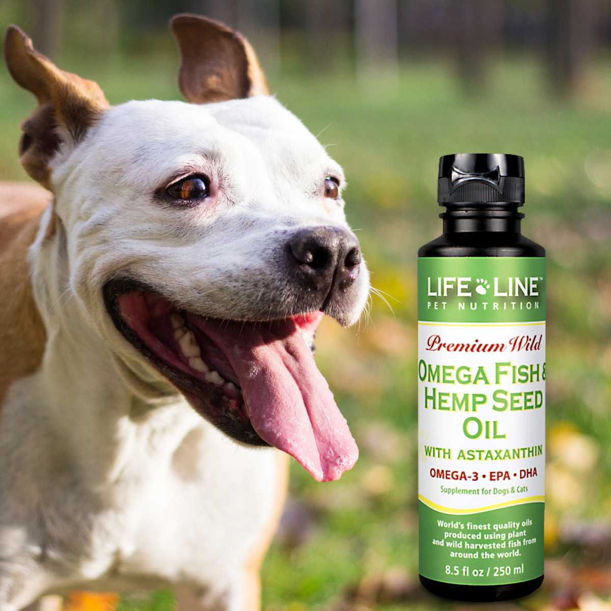 happy dog with hemp oil