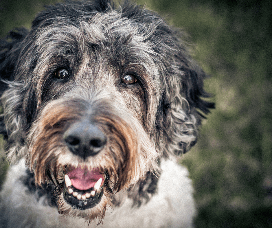 dog smiling with teeth