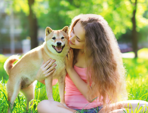 5 Reasons Why Your Pet Needs Supplements